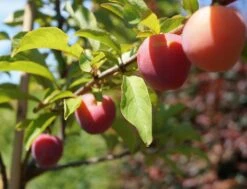 Santa Rosa Japanische Pflaume Prunus Salicina `Santa Rosa´ -BaumReich Geschaft Santa Rosa Frucht im Juli