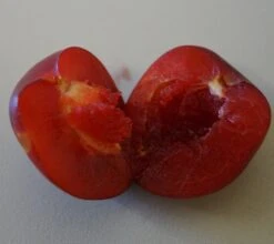 Santa Rosa Japanische Pflaume Prunus Salicina `Santa Rosa´ -BaumReich Geschaft Santa rosa fruchtfleisch