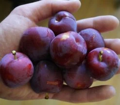 Santa Rosa Japanische Pflaume Prunus Salicina `Santa Rosa´ -BaumReich Geschaft Santa rosa45