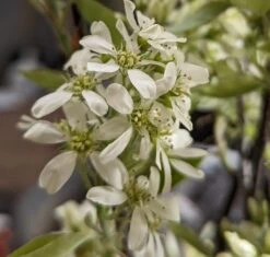 Ausgewählte Produkte -BaumReich Geschaft Saskatoon BerryNOyShINkSeAar