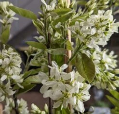 Saskatoon Berry Amelanchier Alnifolia `Saskatoon Berry´ -BaumReich Geschaft Saskatoon berry Bl te