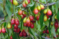 Ausgewählte Produkte -BaumReich Geschaft Sch nbrunner Gourmet Dirndl