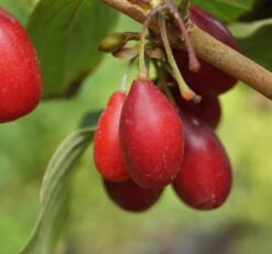 Großfrüchtige Kornelkirsche `Schönbrunner Gourmet Dirndl´ Cornus Mas `Schönbrunner Gourmetdirndl´ -BaumReich Geschaft Sch nbrunner2
