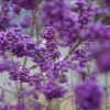 Schönfrucht, Liebesperlenstrauch Callicarpa Bodinieri `Profusion´ 1 Schönfrucht, Liebesperlenstrauch Callicarpa Bodinieri `Profusion´ -BaumReich Geschaft Sch nfrucht Liebesperlenstrauch 22