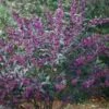Schönfrucht `Pearl Glam´ Callicarpa 1 Schönfrucht `Pearl Glam´ Callicarpa -BaumReich Geschaft Sch nfrucht pearl glem
