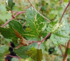 Porzellanbeere / Scheinrebe `Elegans´ Ampelopsis Brevipedunculata `Elegans´ -BaumReich Geschaft Scheinrebe Amelopsis