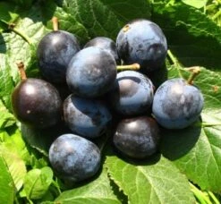 Großfrüchtige Schlehe "Reto" Prunus Spinosa `Reto´