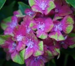 Bauern-Hortensie `Schloss Wackerbarth´ Hydrangea Macrophylla `Schloss Wackerbarth´