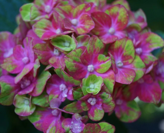 Bauern-Hortensie `Schloss Wackerbarth´ Hydrangea Macrophylla `Schloss Wackerbarth´ 4 Bauern-Hortensie `Schloss Wackerbarth´ Hydrangea Macrophylla `Schloss Wackerbarth´ – Bild 2
