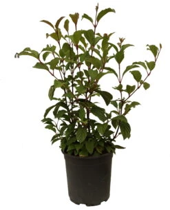 Duftender Winterschneeball `Dawn´ Viburnum Bodnantense `Dawn´ -BaumReich Geschaft Schneeball Dawn weiss