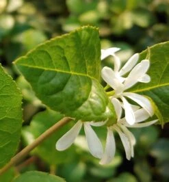 Schneeflockenstrauch Chionanthus Retusus -BaumReich Geschaft Schneeflockenstrauch1