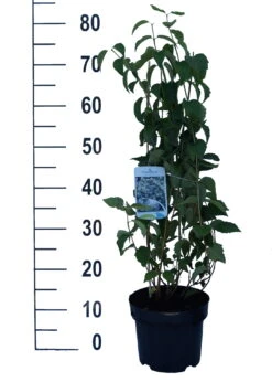 Bauern-Jasmin `Schneesturm´ Philadelphus Coronarius `Schneesturm´ -BaumReich Geschaft Schneesturm