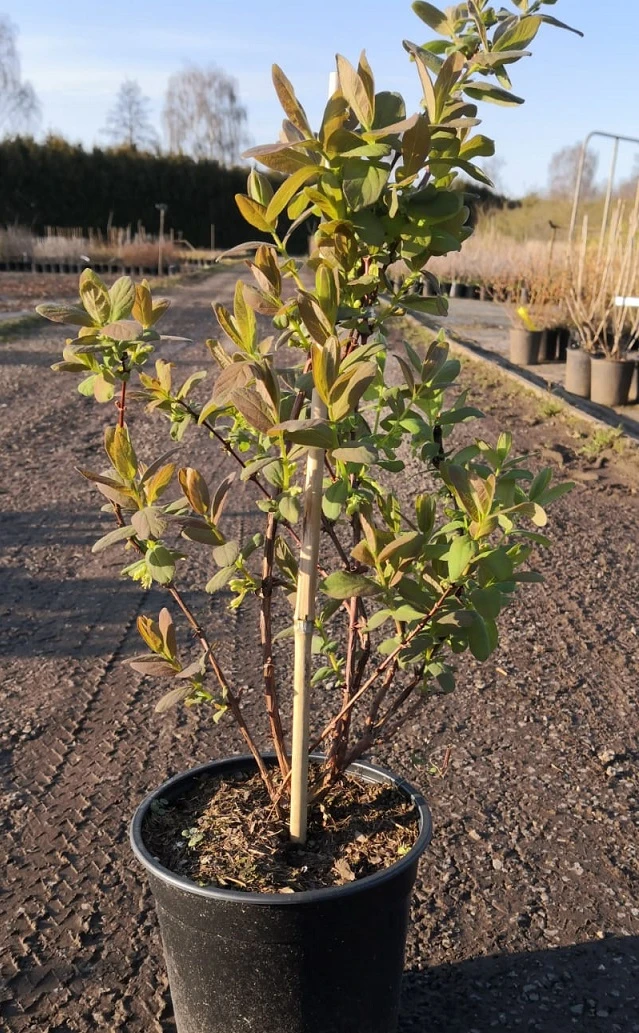 Sibirische Blaubeere / Honigbeere `Wojtek´ Lonicera Kamtschatica `Wojtek´ 4 Sibirische Blaubeere / Honigbeere `Wojtek´ Lonicera Kamtschatica `Wojtek´ – Bild 2