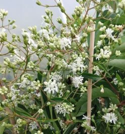 Sieben-Söhne-des-Himmels-Strauch Heptacodium Miconioides -BaumReich Geschaft Sieben S hne
