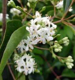 Sieben-Söhne-des-Himmels-Strauch Heptacodium Miconioides -BaumReich Geschaft Sieben S hne des Himmels