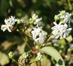 Sieben-Söhne-des-Himmels-Strauch Heptacodium Miconioides -BaumReich Geschaft Sieben S hne des himmels 1