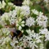 Sieben-Söhne-des-Himmels-Strauch Heptacodium Miconioides -BaumReich Geschaft Sieben S hne mit Hummel