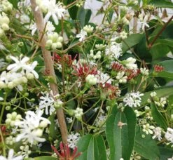 Sieben-Söhne-des-Himmels-Strauch Heptacodium Miconioides -BaumReich Geschaft Sieben s hne1