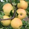 Sirius Ⓢ Malus Domestica `Sirius´ -BaumReich Geschaft Sirius1