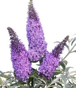 Schmetterlingsflieder Butterfly Candy® (versch. Farben) Buddleja Davidii -BaumReich Geschaft Sommerflieder lila blau