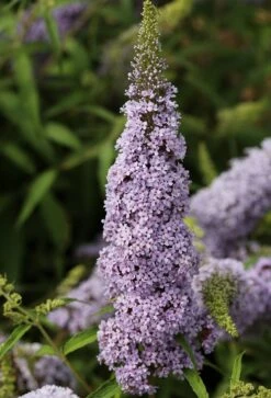 Schmetterlingsflieder Butterfly Candy® (versch. Farben) Buddleja Davidii -BaumReich Geschaft Sommerflieder lila weiss