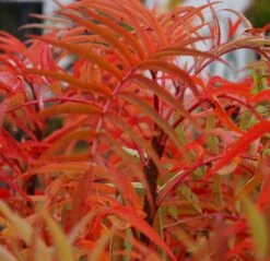 Eberesche `Dodong´ Sorbus Conmixta `Dodong´ 7 Eberesche `Dodong´ Sorbus Conmixta `Dodong´ -BaumReich Geschaft Sorbus Dodong4