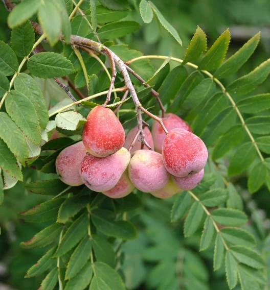 Speierling Sorbus Domestica 3 Speierling Sorbus Domestica
