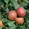 Säulenapfel Spurkoop Malus Domestica `Spurkoop´ -BaumReich Geschaft SpurkoopFY2pp5KkZKmfy