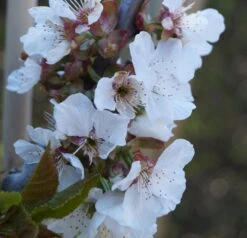 BaumReich Geschaft 26 BaumReich Geschaft -BaumReich Geschaft Stella Bl te