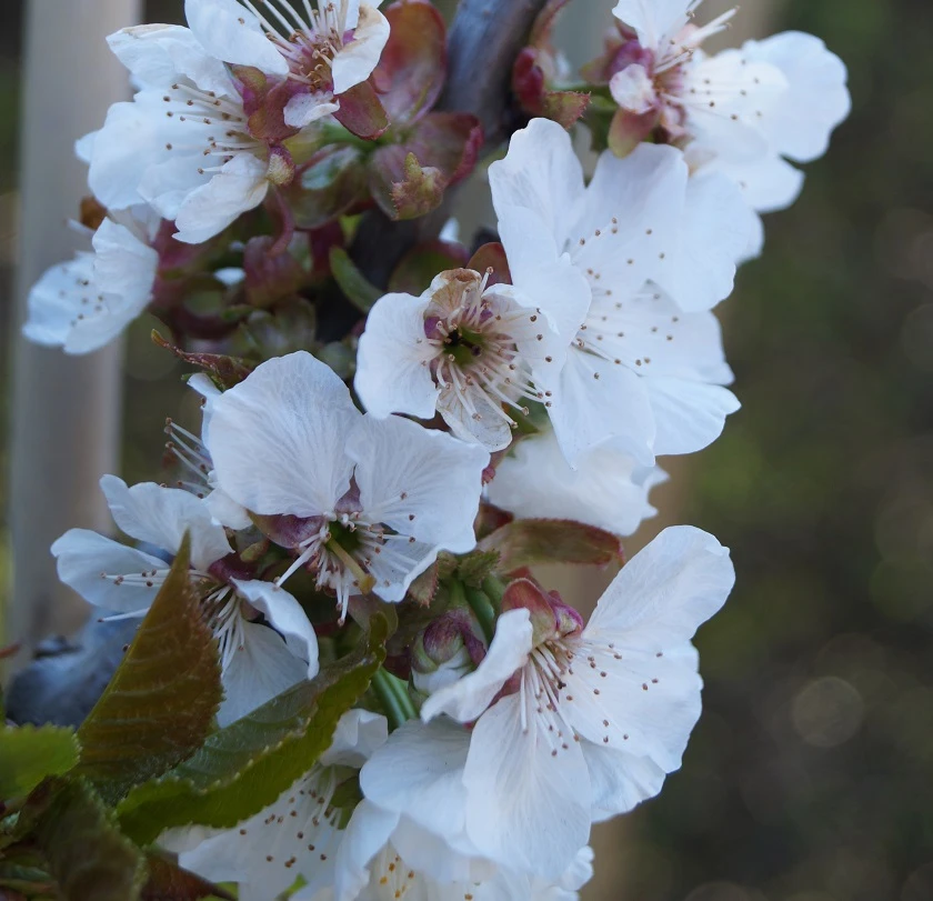 Stella - Selbstfruchtbar Prunus Avium `Stella´ 4 Stella - Selbstfruchtbar Prunus Avium `Stella´ – Bild 2