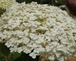Garten-Hortensie `Incrediball®´ Hydrangea Arborescens 11 Garten-Hortensie `Incrediball®´ Hydrangea Arborescens -BaumReich Geschaft Strong anabelle1