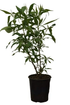 Sommerglocke / Baumoleander `Summer Bells´ Chitalpa Tashkentensis `Summer Bells´ -BaumReich Geschaft Summer bells