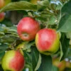 Säulenapfel `Suncats´ Malus Domestica -BaumReich Geschaft SuncatsC9f4UxTdKcoMA