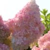 Kompakte Rispenhortensie `Sundae Fraise´ Hydrangea Paniculata `Sundae Fraise´ 1 Kompakte Rispenhortensie `Sundae Fraise´ Hydrangea Paniculata `Sundae Fraise´ -BaumReich Geschaft Sundae Fraise13oEjyJ3xi4YNJ