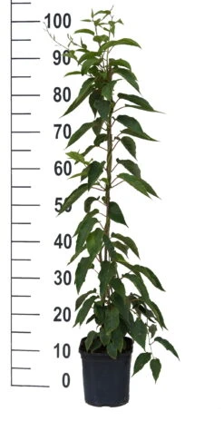 Bayernkiwi 3er-Set Mit Großfrüchtigen Sorten Actinidia Arguta -BaumReich Geschaft Super Jumbo weissFvoRaFC425vl0