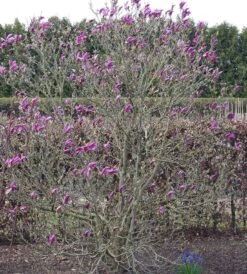 Purpur-Magnolie `Susan´ Magnolia Liliiflora `Susan´ -BaumReich Geschaft Susan Bl tezeit