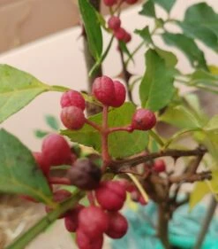 Szechuan Pfeffer Zanthoxylum Simulans 7 Szechuan Pfeffer Zanthoxylum Simulans -BaumReich Geschaft Szechuan Pfeffer