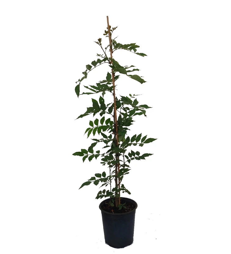 Szechuan Pfeffer Zanthoxylum Simulans 4 Szechuan Pfeffer Zanthoxylum Simulans – Bild 2