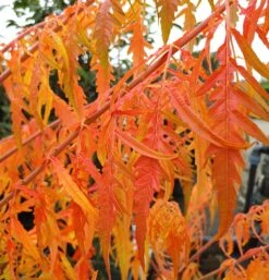 Essigbaum `Tiger Eyes´ Rhus Typhina `Tiger Eyes´ -BaumReich Geschaft Tiger Eyes Rhus