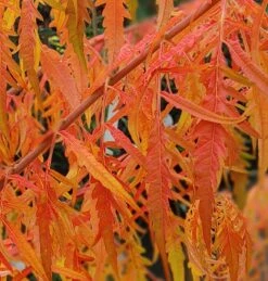 Essigbaum `Tiger Eyes´ Rhus Typhina `Tiger Eyes´ -BaumReich Geschaft Tiger Eyes Rhus1