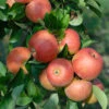 Topaz ® Malus Domestica -BaumReich Geschaft Topaz