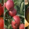 Drei-Sorten Apfelbaum (Gala, Elstar, Jonagold, Cox Orange) Malus Domestica -BaumReich Geschaft Trio Apfel Gala Elstar und Cox 1