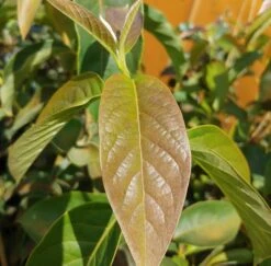 Schwarzer Tupelobaum Nyssa Sylvatica 10 Schwarzer Tupelobaum Nyssa Sylvatica -BaumReich Geschaft Tupelobaum Blatt