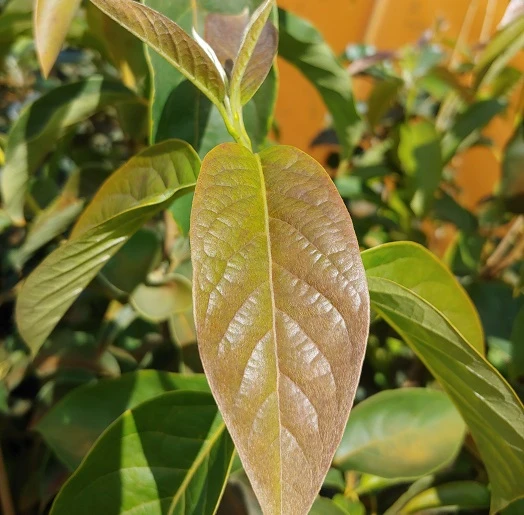 Schwarzer Tupelobaum Nyssa Sylvatica 5 Schwarzer Tupelobaum Nyssa Sylvatica – Bild 3