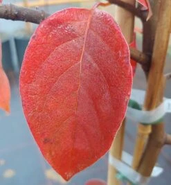 Schwarzer Tupelobaum Nyssa Sylvatica 12 Schwarzer Tupelobaum Nyssa Sylvatica -BaumReich Geschaft Tupelobaum herbstf rbung 1