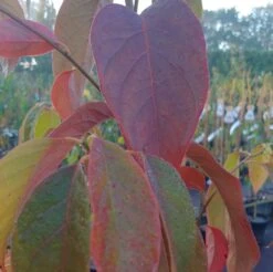 Schwarzer Tupelobaum Nyssa Sylvatica 11 Schwarzer Tupelobaum Nyssa Sylvatica -BaumReich Geschaft Tupelobaum herbstf rbung