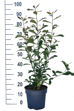 Schwarzer Tupelobaum Nyssa Sylvatica 13 Schwarzer Tupelobaum Nyssa Sylvatica -BaumReich Geschaft Tupelobaum weiss