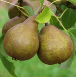 Uta Pyrus Communis `Uta´ 8 Uta Pyrus Communis `Uta´ -BaumReich Geschaft Uta