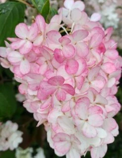 Rispenhortensie `Vanille-Fraise´ Hydrangea Paniculata `Vanille Fraise´ -BaumReich Geschaft Vanille Fraise 2017