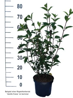 Rispenhortensie `Vanille-Fraise´ Hydrangea Paniculata `Vanille Fraise´ -BaumReich Geschaft Vanille Fraise weiss